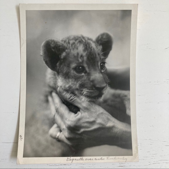 2 Vintage '31 Press Photos Lion Cub National Zoo - Picture 2 of 5